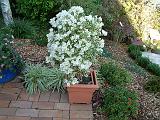 Bougainvillea Bambino variegated